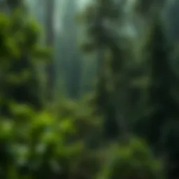 A lush forest symbolizing carbon offset