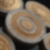 Close-up of vintage Reale coins showcasing intricate designs